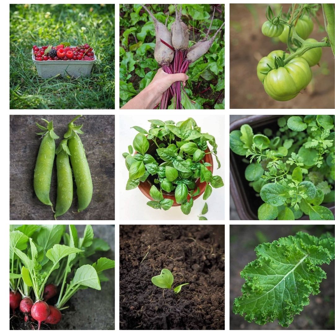 ogródek na balkonie warzywa zioła domowa uprawa
