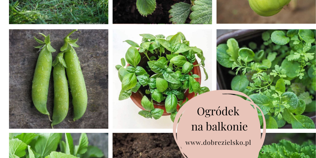 ogródek na balkonie warzywa zioła domowa uprawa